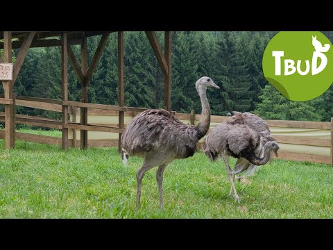 Kopf in den Sand (Folge 18) | Tiere bis unters Dach