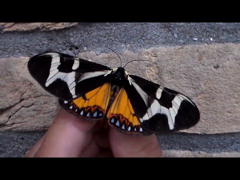 Rare, Spectacular moth:  Giant Northern Flag Moth! (Dysschema howardi)