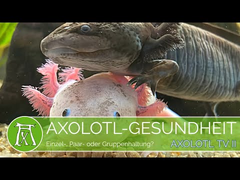 Axolotl Haltung: Einzel- oder Gruppenhaltung? (Wichtig)