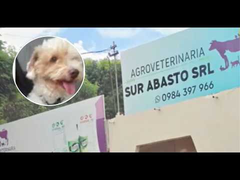 Investigan muerte de caniche en veterinaria de Alto Verá