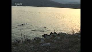 preview picture of video 'Sykiada Chios Χίος Συκιάδα  kolympontas me ta delfinia.mpg'