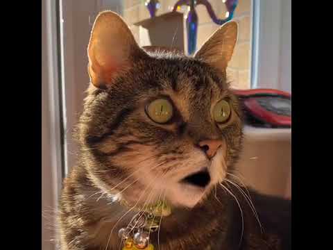 Talking Tom Oh My God!