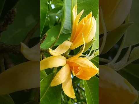 growing Champak flower plant from seeds|#shorts #champak