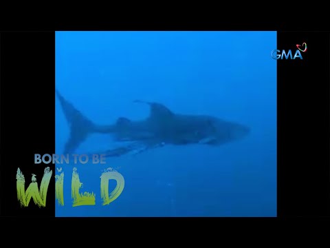 Wild News- Whale shark strangled by a fishing net | Born to be Wild