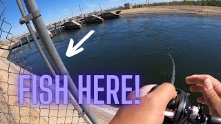 I Found A School of Stripers!! | Delta Mendota Canal | Aqueduct Striper Fishing