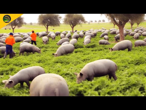 Black Pig Farming in Forest - World Most Expensive Ham - Black Pig Jamón Ibérico Processing Factory