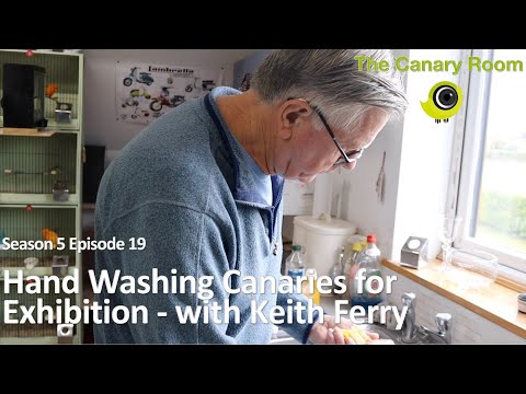 , title : 'The Canary Room Season 5 EP 19 - Hand Washing Canaries with Keith Ferry'