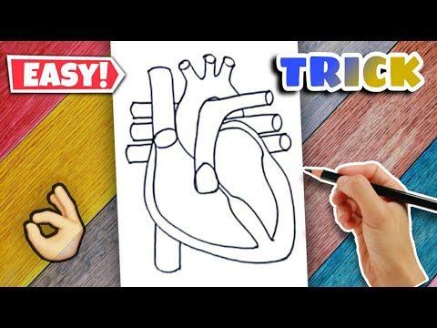Heart Diagram - Easy Class 10