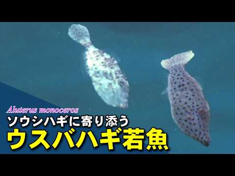 ウスバハギ若魚の水中映像