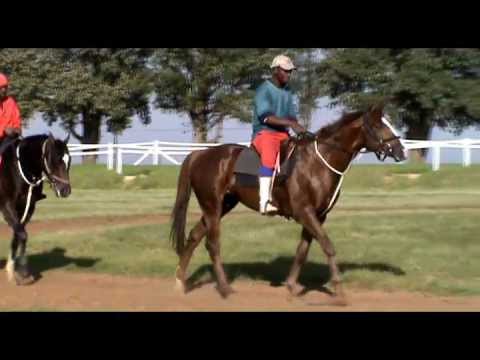 2012-01-14 - Turffontein preview