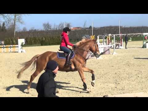 Mary Leboutte, 5yo gelding Jamar D'ysenbeeck X Eros Platière