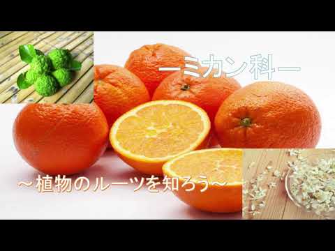 ミカン科
