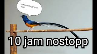 Download lagu Ampuh masteran murai 10 jam non stop mp3 Download lagu Ampuh masteran murai 10 jam non stop mp3