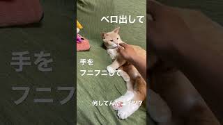 完全に野生を忘れた猫【うすけ】#猫 #猫のいる暮らし #ねこ