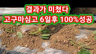 결과가 미쳤다 고구마 심은지 6일 100%성공~~ 고구마심는방법,재배방법 심는시기 전원일기 솔림농원텃밭,주말…
