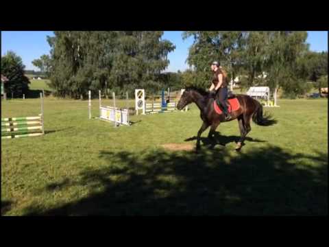 New Forest Pony Birklids Puyol, Verkaufspony - verkauft!!!