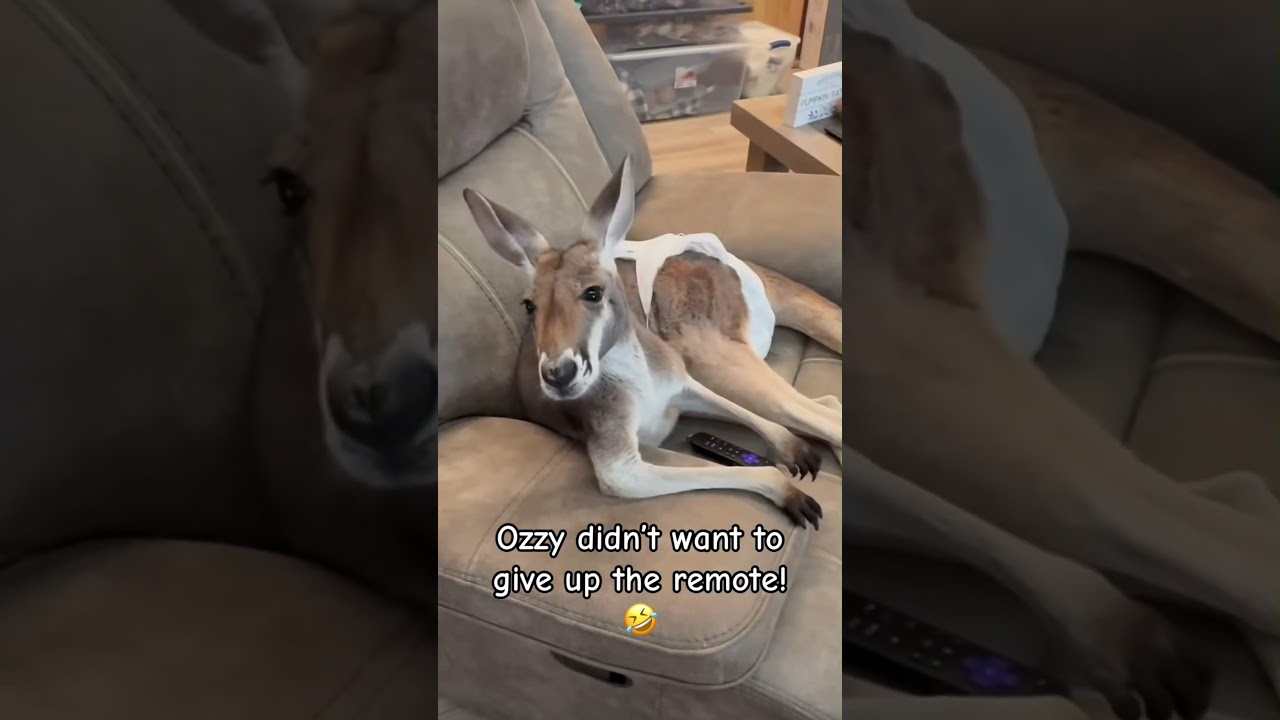 Funny kangaroo#funny #kangaroo #funnymoments