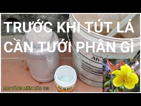 🔴 QBS2150 - TRƯỚC KHI TÚT LÁ MAI CẦN TƯỚI PHÂN GÌ || CÁCH TƯỚI PHÂN CHO CÂY TRƯỚC THỜI ĐIỂM TÚT LÁ