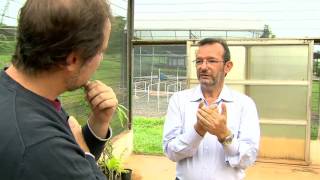 Agricultura orgânica no Brasil é pequena, mas pode crescer