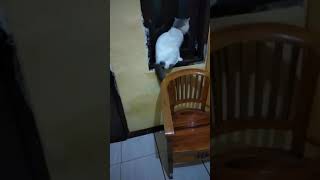 Download lagu Kucing kepo liat tetangga berantem mp3 Download lagu Kucing kepo liat tetangga berantem mp3