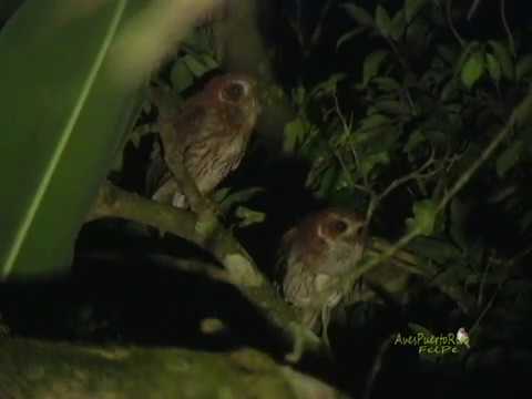 MÚCARO COMÚN pareja cantando (Puerto Rican Screech-Owl, Gymnasio nudipes) ENDÉMICA de Puerto Rico