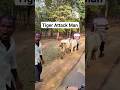 Live Tiger Attack Man Joju Wildjunket Shorts Joju Wildjunket Tiger