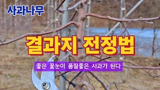 사과나무 결과지 전정방법