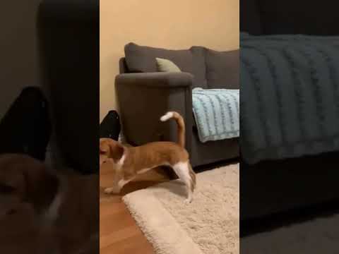 Пес прикололся над котом #прикол #кот #животные #котики #кошки #cat #funny #fun #котики