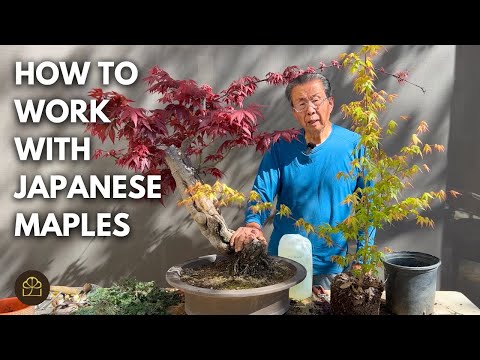 How to Work on Japanese Maple Bonsai with Big or Small Leaves