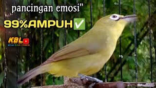 Download lagu CIAK CIAK JOSS KECIAL KUNING AMPUH||PANCINGAN KECIAL MALAS BUNYI|| mp3