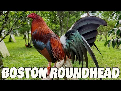 Nice Birds | Wakela Farm in Murcia Bacolod Philippines