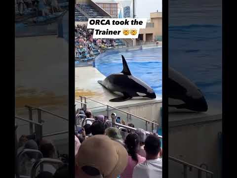 This is why Orcas should belong in the wild. #dolphin #orca #whale #animals #seaworld #tragedy