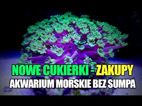 (62) Glossy Reef 200 - Nowe nabytki - Akwarium morskie bez sumpa - Reef aquarium