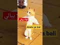Abala Ya Bali المغرب الجزائر السعودية معلومة قطر