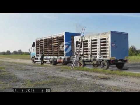 V LOT SEZONU 2016 - ŻAGAŃ 29.05.2016 - wypuszczenie gołębi Oddziału PZHGP Dobrodzień