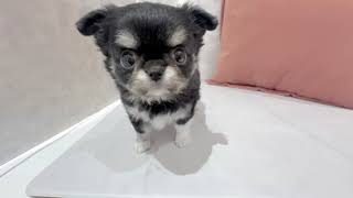 チワワ（ロング）の動画01