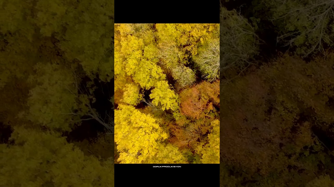 TRAKYA'DA SONBAHAR - DEMİRKÖY İĞNEADA YOLU - EKİM 2024