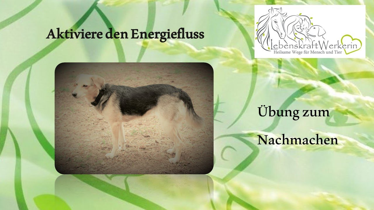 Blockadenlösung beim Hund