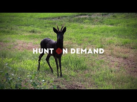 Bunte Böcke – die 2 anderen Farbschläge unseres Rehwildes – Hunter Brothers Hunt on Demand Trailer