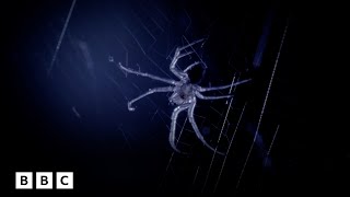 How the pelican spider hunts its prey | BBC Global