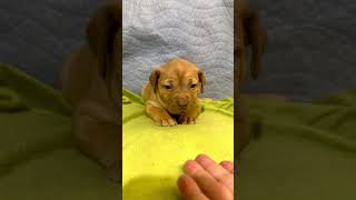 Video preview image #1 Staffordshire Bull Terrier-Unknown Mix Puppy For Sale in Holly Springs, NC, USA