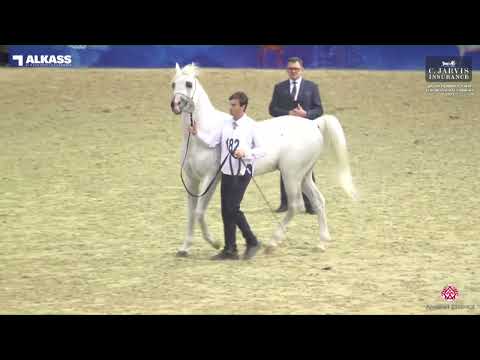 N 182 SIMEON SEBEDEE   Qatar Peninsula AHS for Individual Owners 2023   Stallions 11+ Years Old Clas