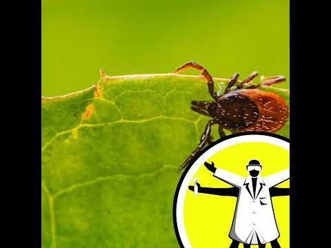 Lyme Disease: Ticks, Trends, and Treatment