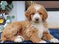 Mini Goldendoodle dogs for sale: Claire  - Video 1