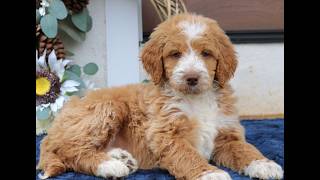 Video preview image #1 Goldendoodle (Miniature) Puppy For Sale in NARVON, PA, USA