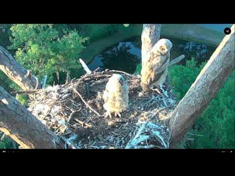 The oldest Savannah Owlet branches ! 4-12-16