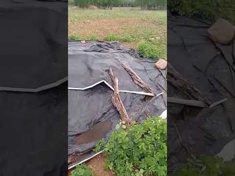 notícias río Ipanema Ponte dó parto pastor poço das trincheiras Al 03/04/2026