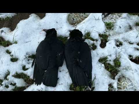 Rabenkrähe, Krähenjagd Dublette 26.11.23 Vrane, lov na Vrane sa kuglom, jedan Hitac dva pogotka