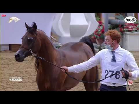 N 278 JAMIL AL SHAHANIA   9th Qatar National AHS for Individual Owners   Stallions 11+ Years Old Cla