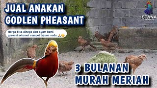 Download lagu GOLDEN PHEASANT CHICKENS FOR SALE WITH GUARANTEE #ornamentalchicken #goldenpheasant mp3